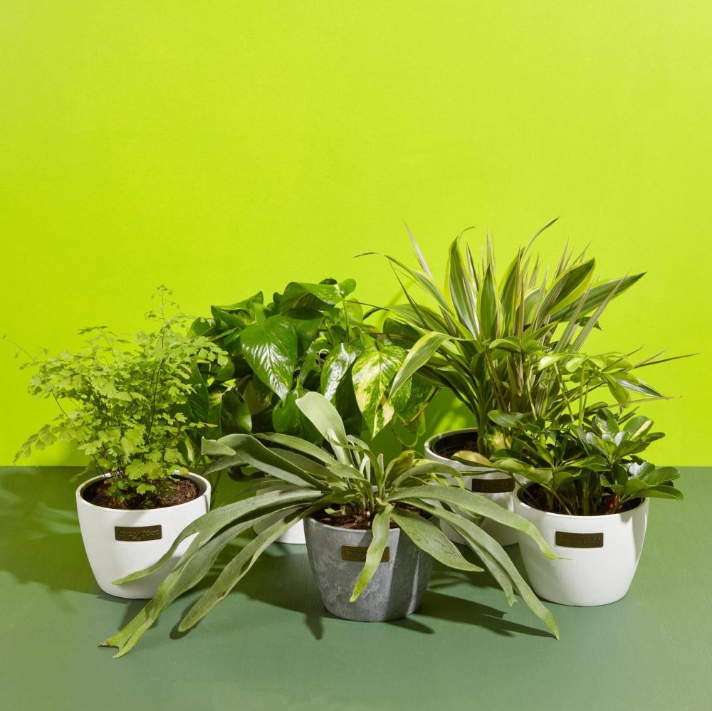 Not-So-Common Plant Subscription - Image 5