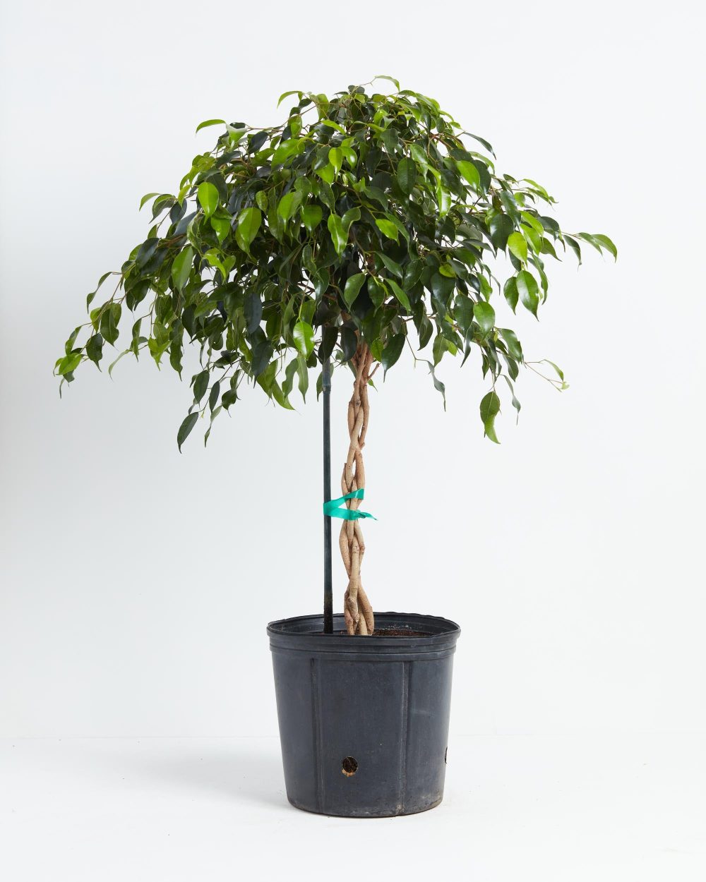 Ficus Benjamina Midnight Braid - Image 9