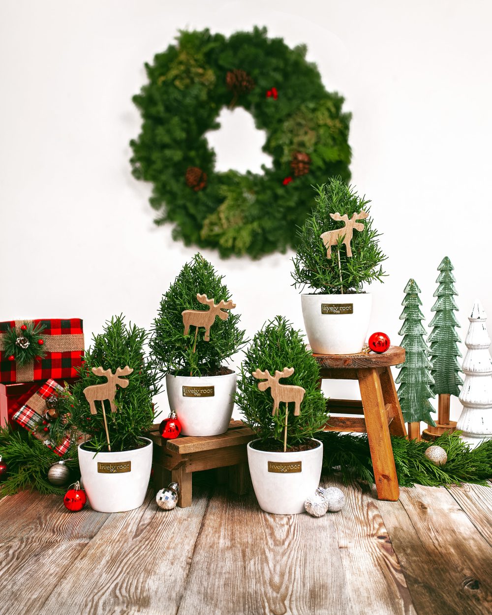 Rosemary Christmas Tree - Image 9