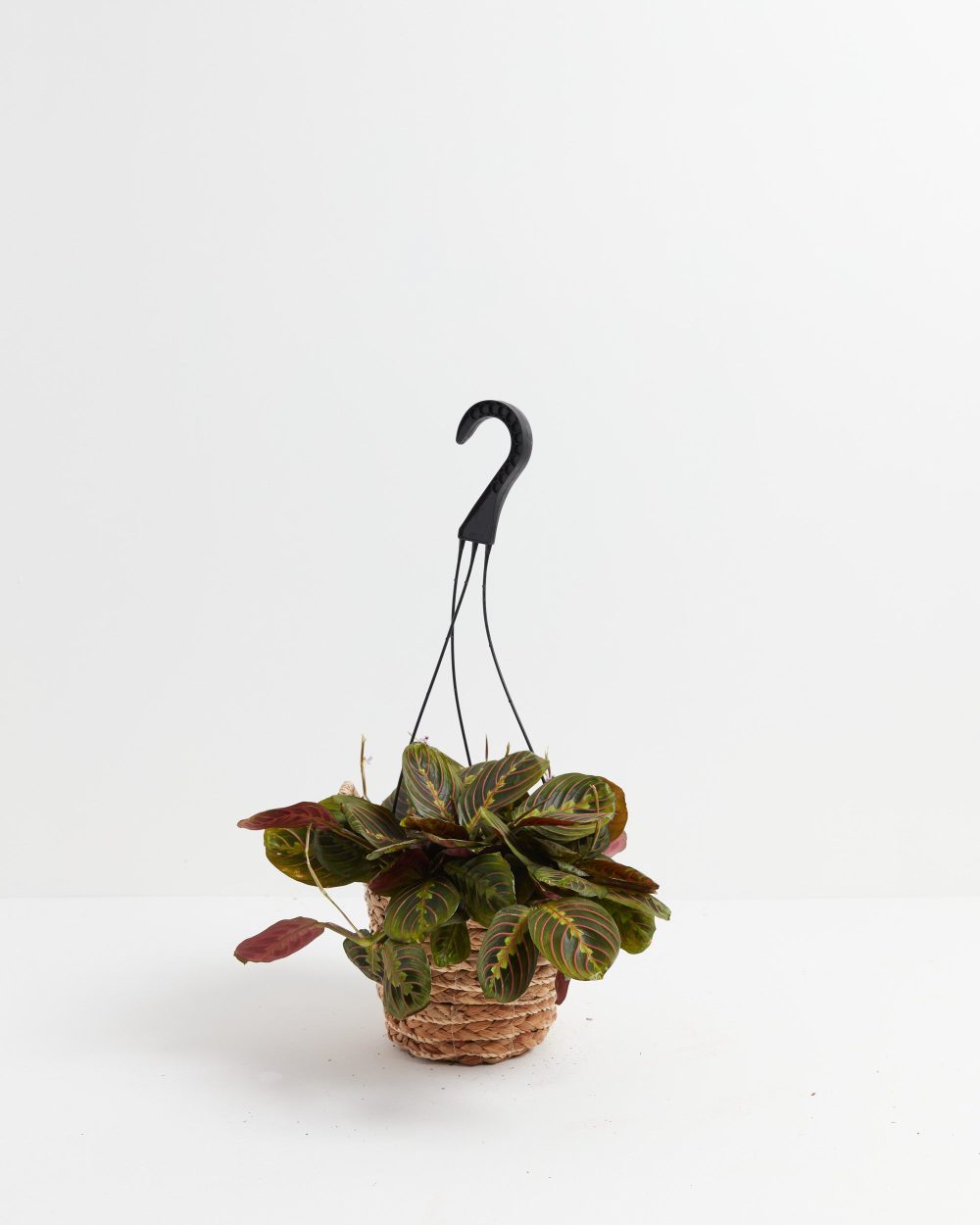 Shop Primary Image