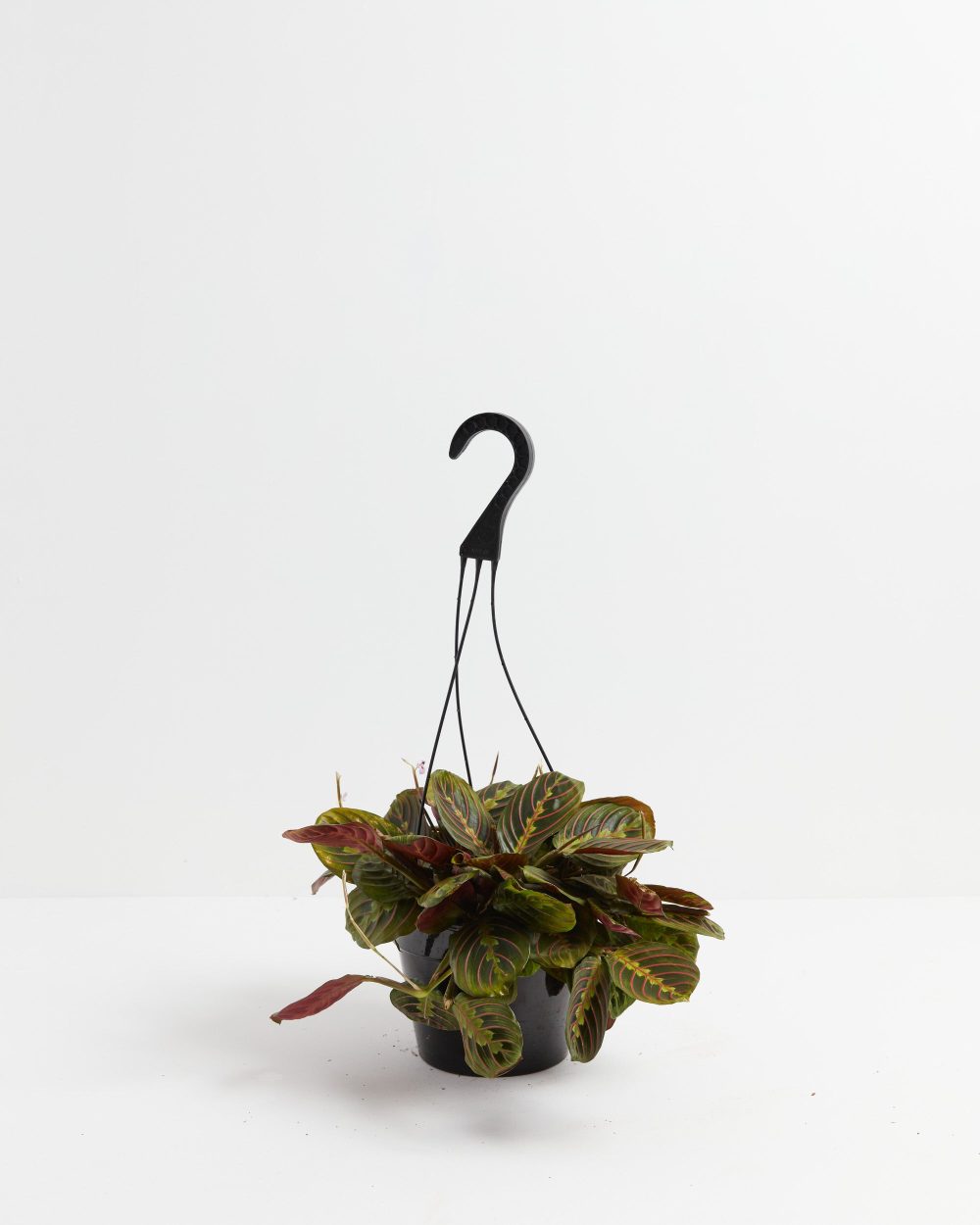 Maranta Red Prayer Plant - Image 4
