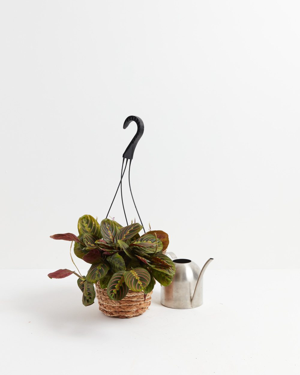 Maranta Red Prayer Plant - Image 5