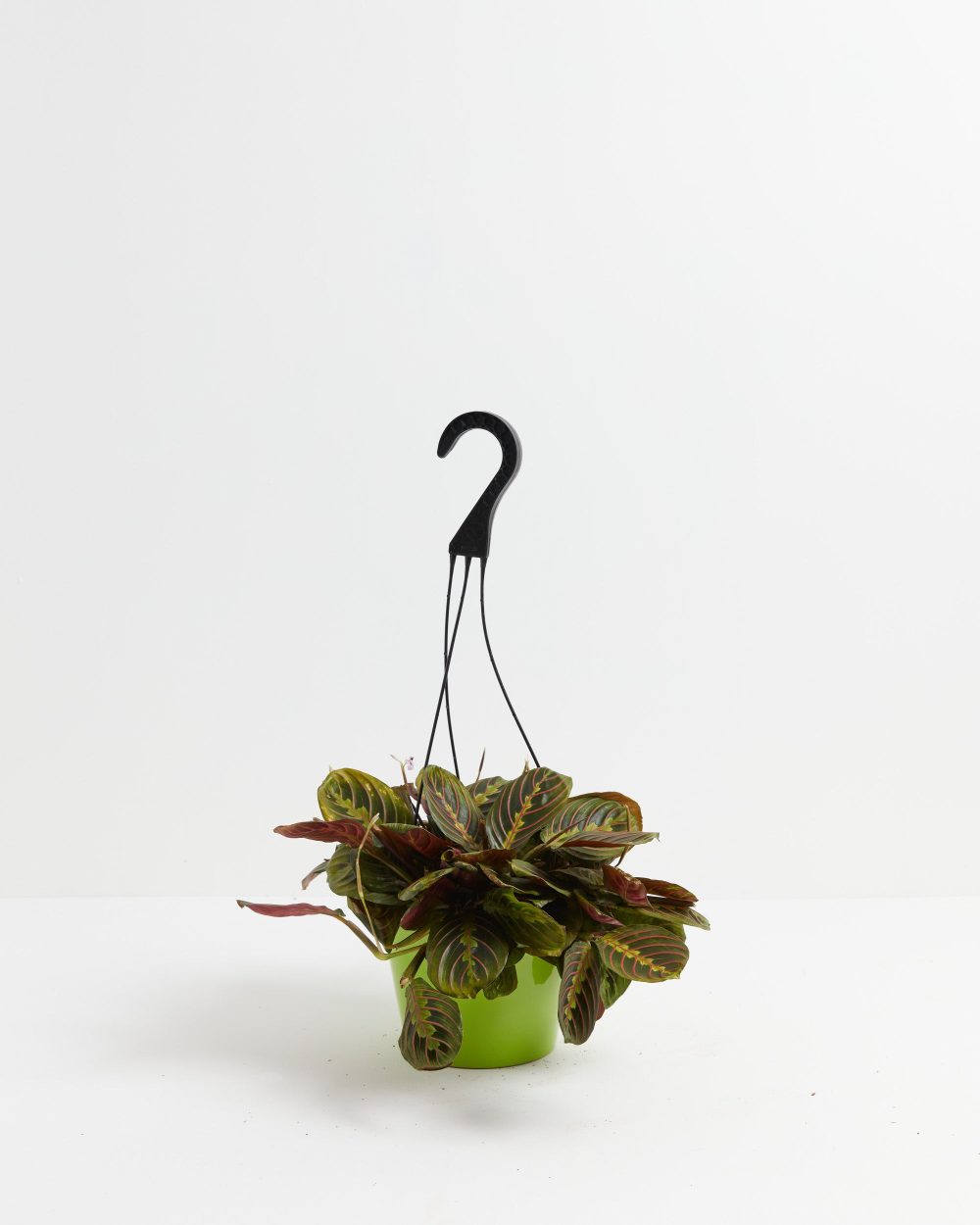 Maranta Red Prayer Plant - Image 6