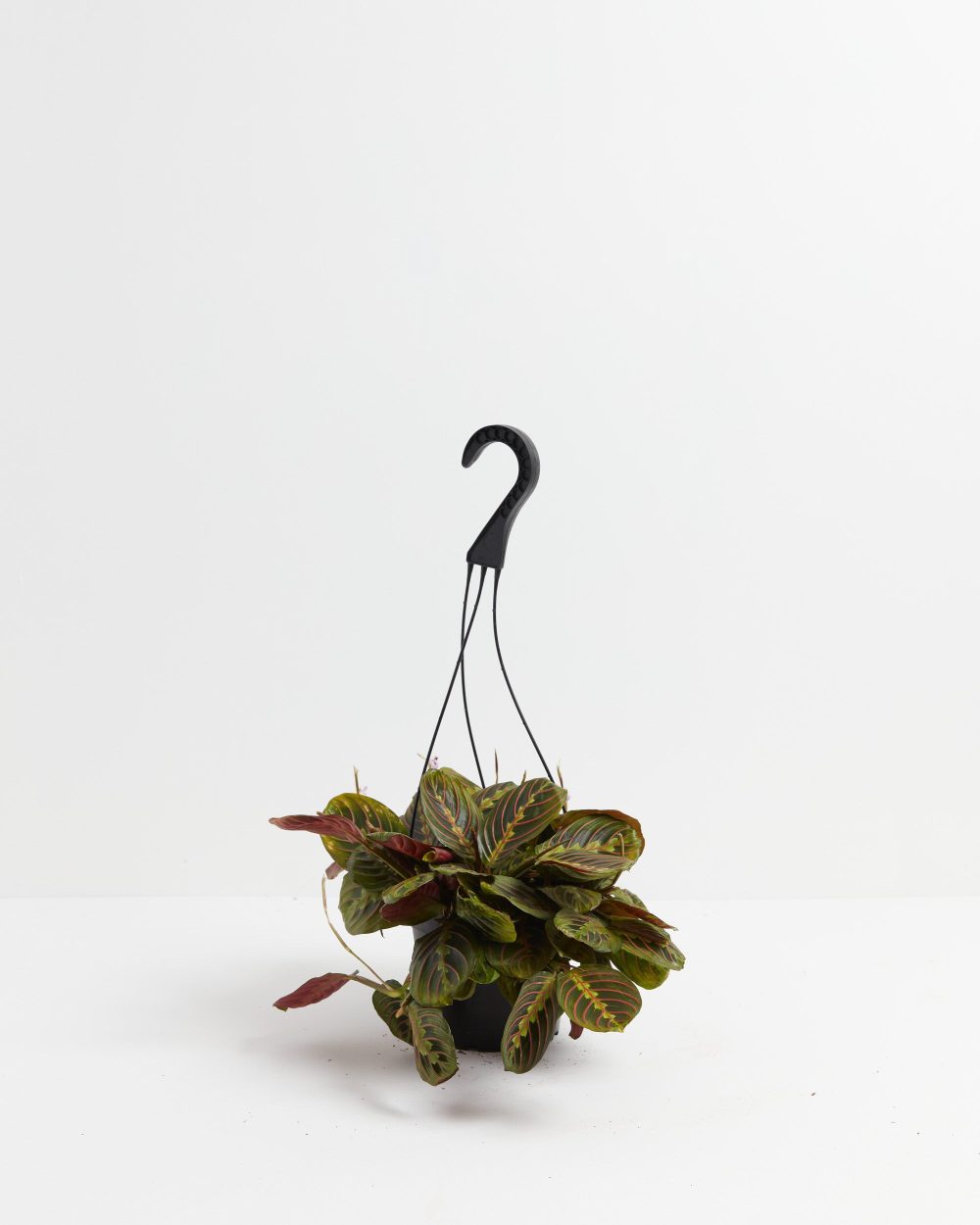 Maranta Red Prayer Plant - Image 7