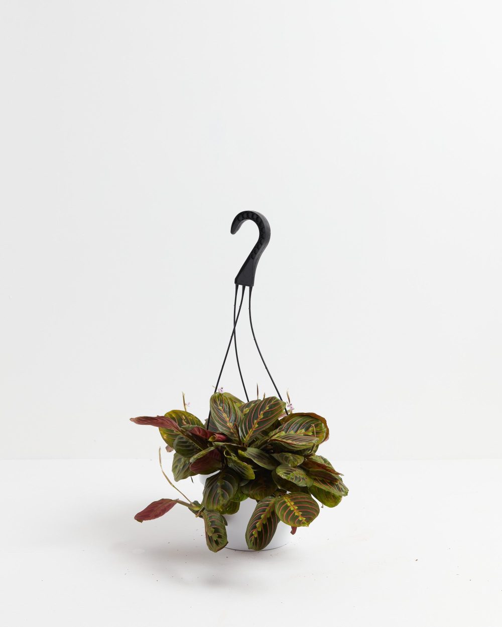 Maranta Red Prayer Plant - Image 10