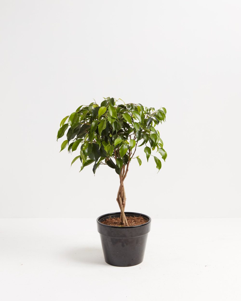 Ficus Benjamina Midnight Braid - Image 7