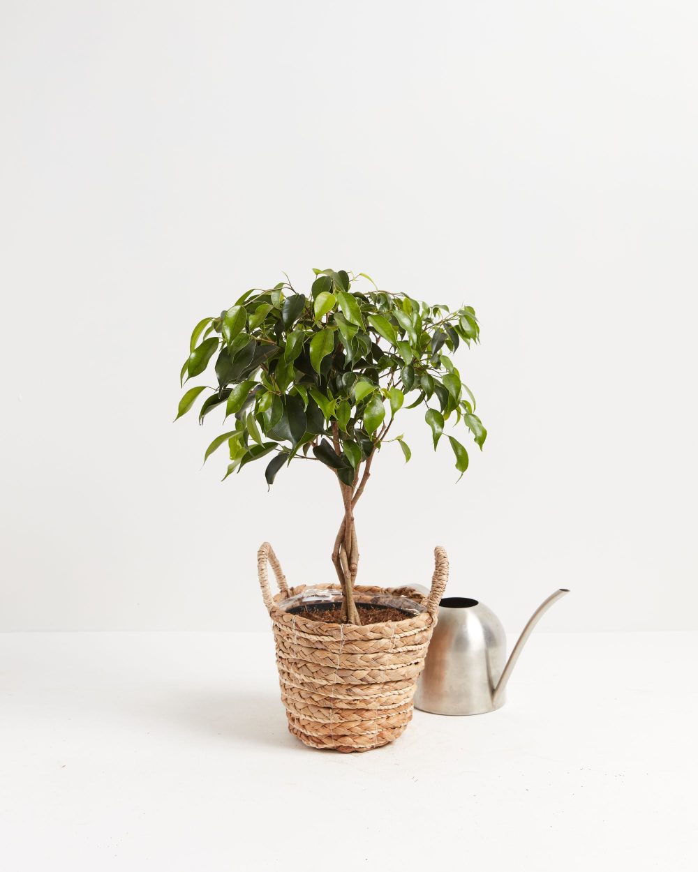 Ficus Benjamina Midnight Braid - Image 4