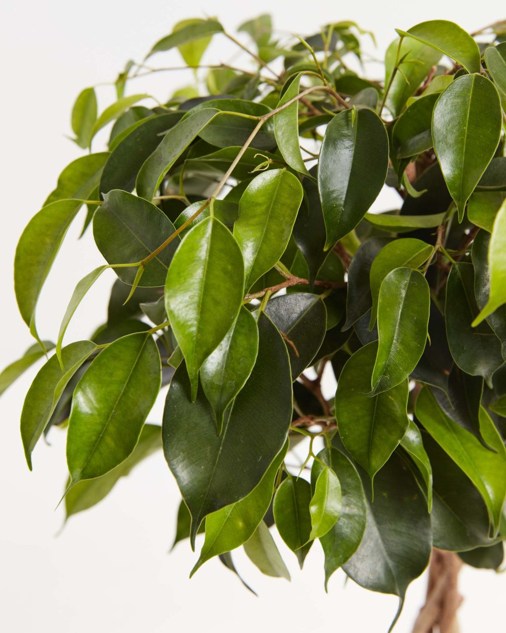 Ficus Benjamina Midnight Braid - Image 3