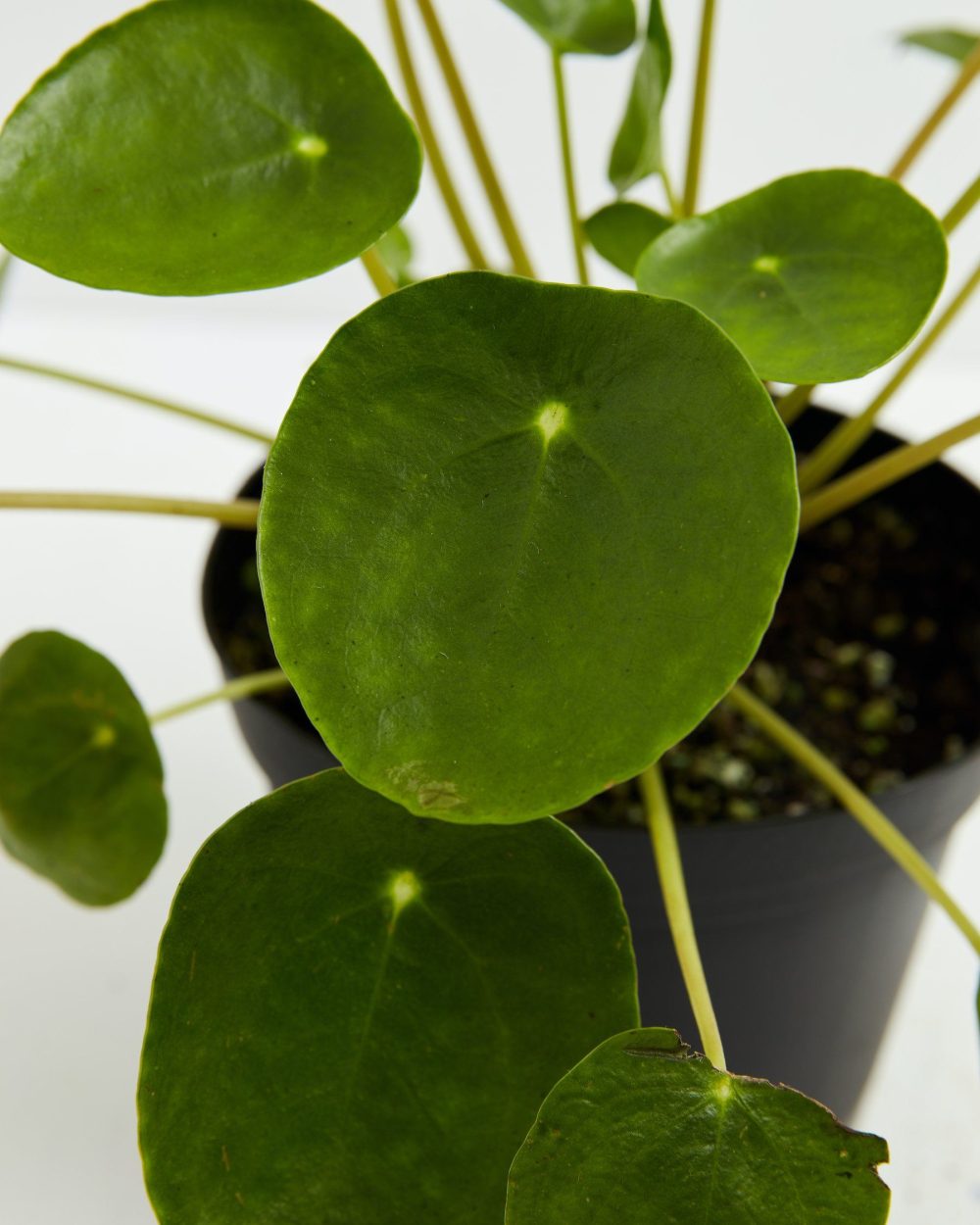 Chinese Money Plant (Pilea Peperomioides) - Image 3