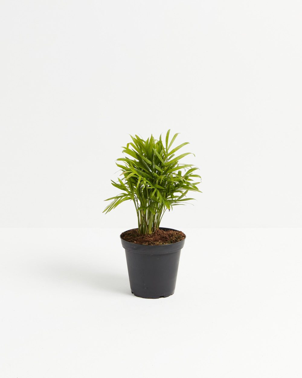 Neanthe Bella Palm - Image 8