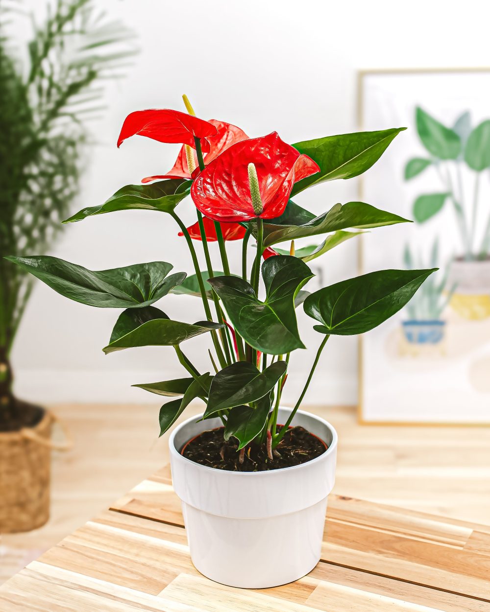 Flamingo Flower - Image 11