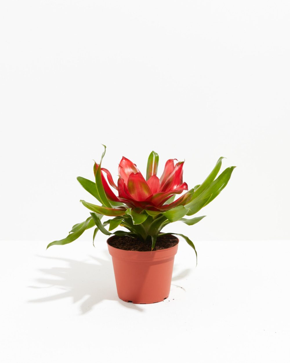 Bromeliad Neoregelia - Image 5