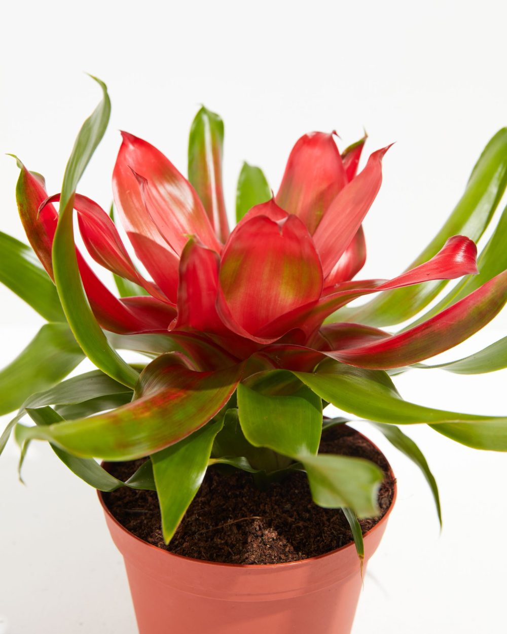 Bromeliad Neoregelia - Image 3
