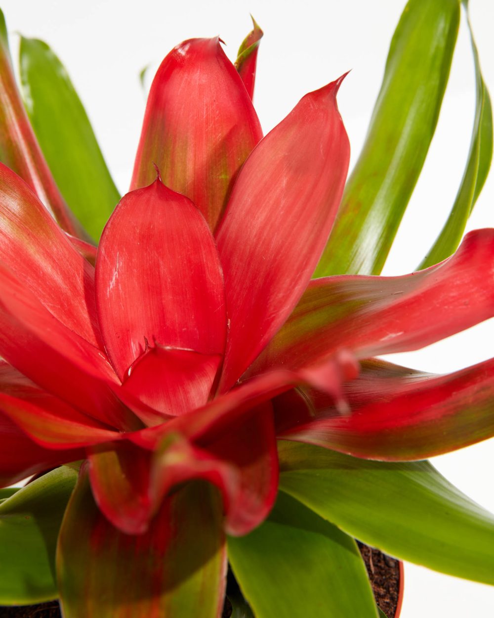 Bromeliad Neoregelia - Image 4