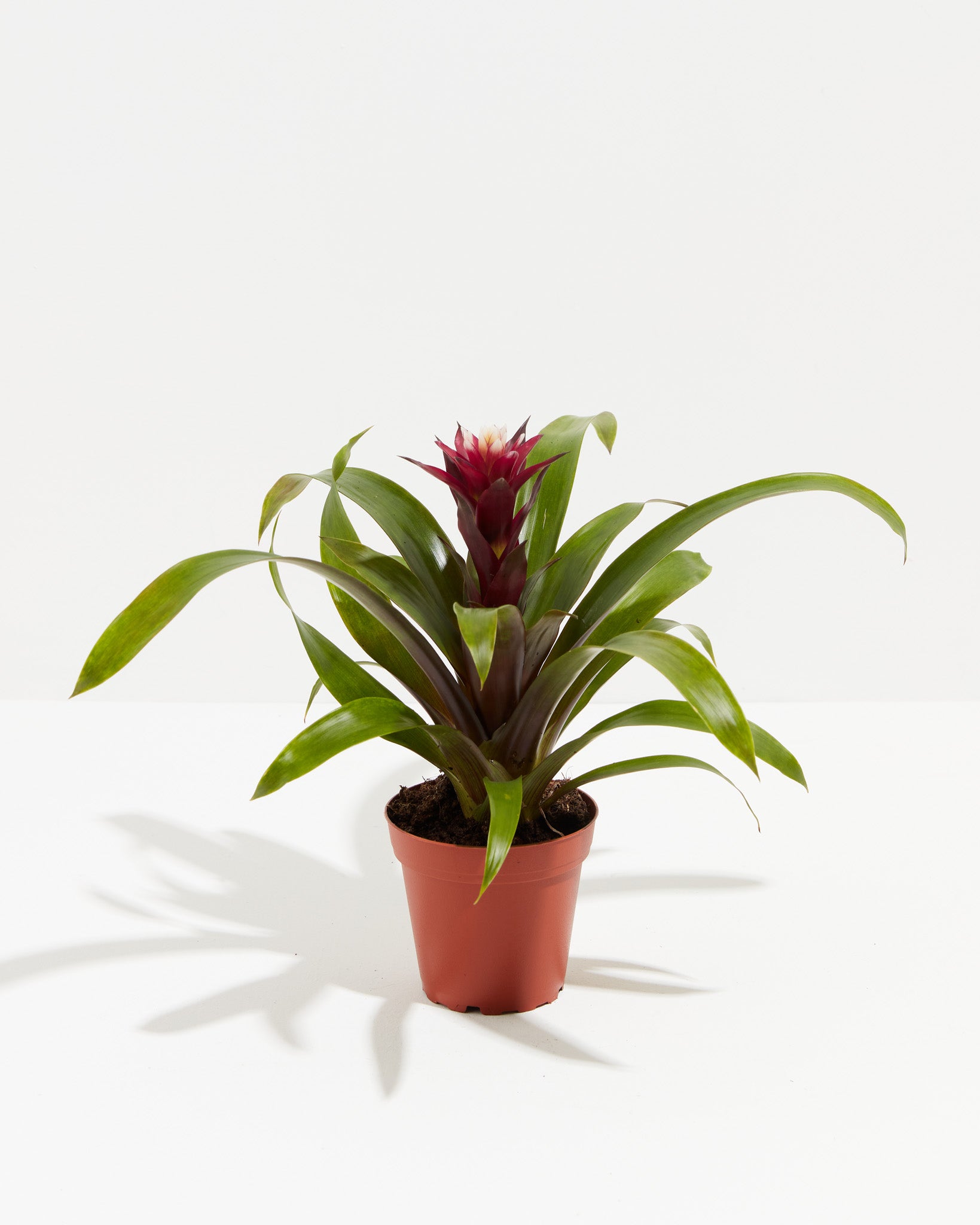 PL_Bromeliad_4IN_po_lr_grower