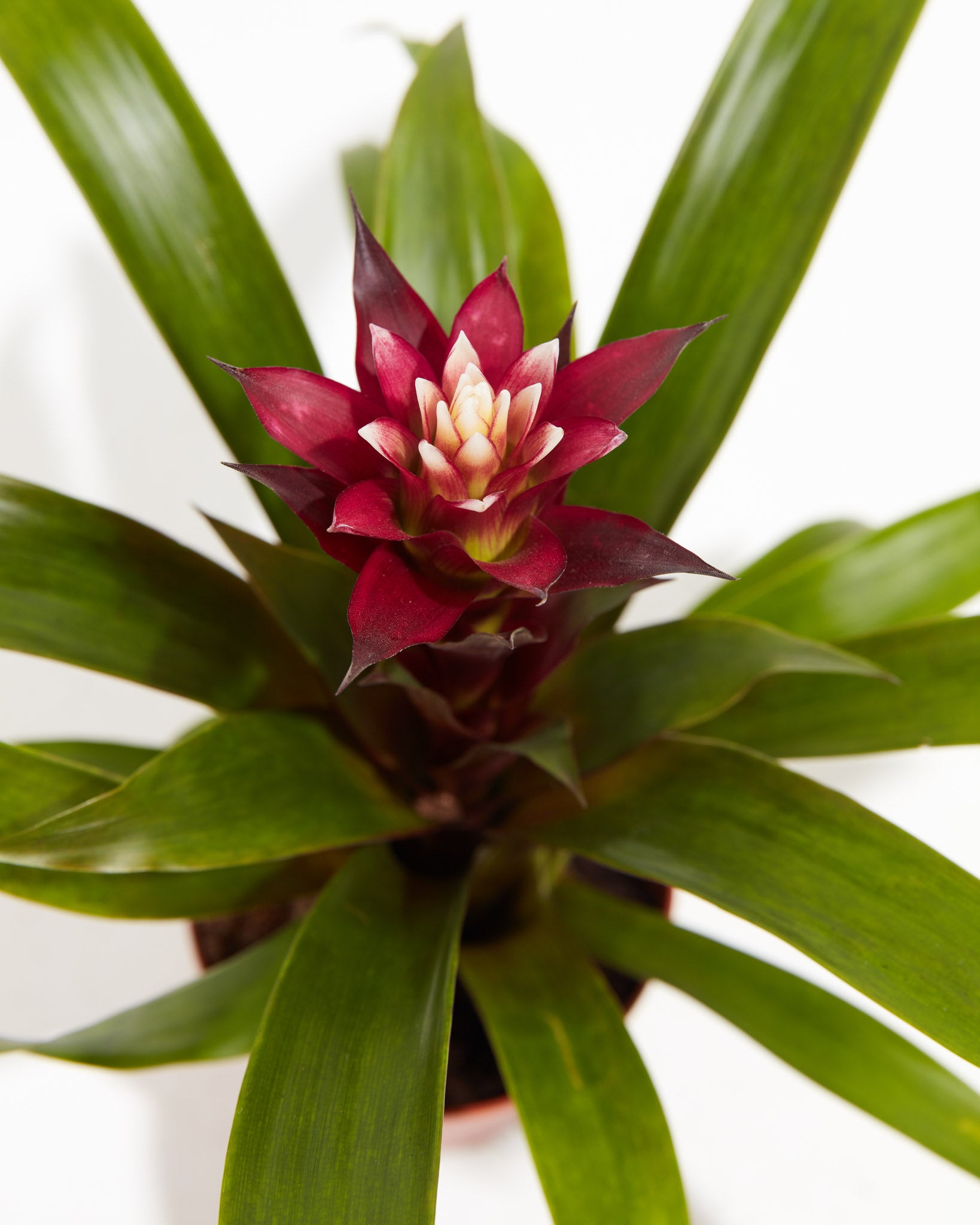 PL_Bromeliad_4IN_po_lr_grower_detail-1