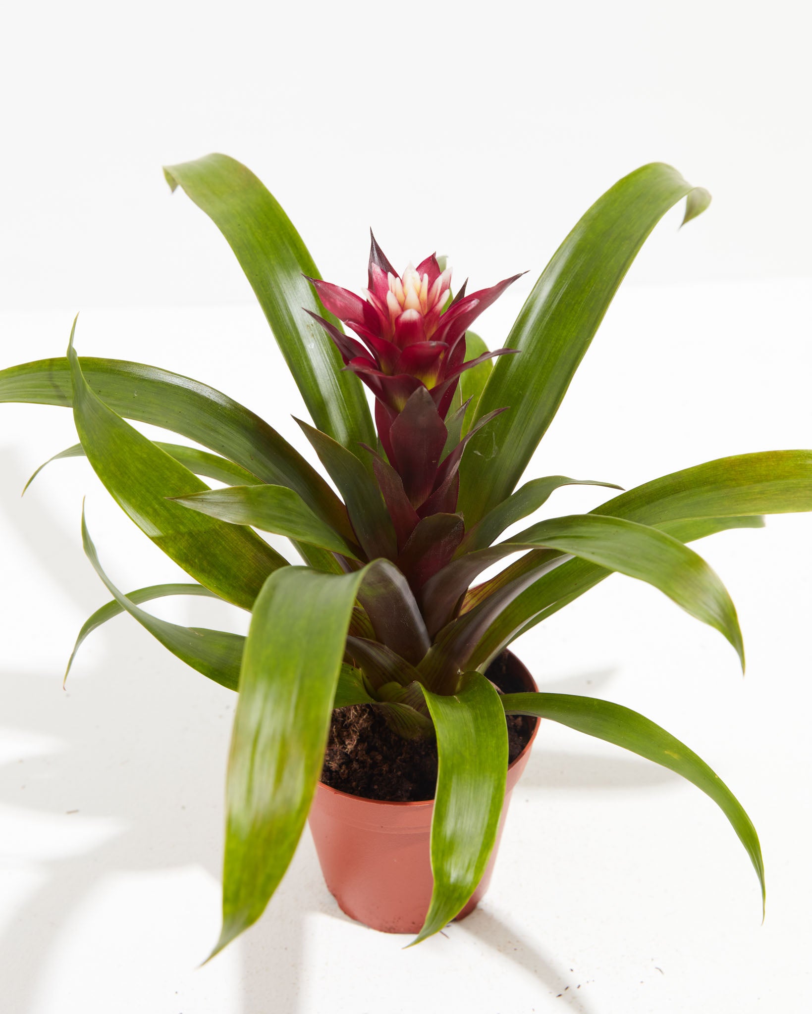 PL_Bromeliad_4IN_po_lr_grower_detail-2