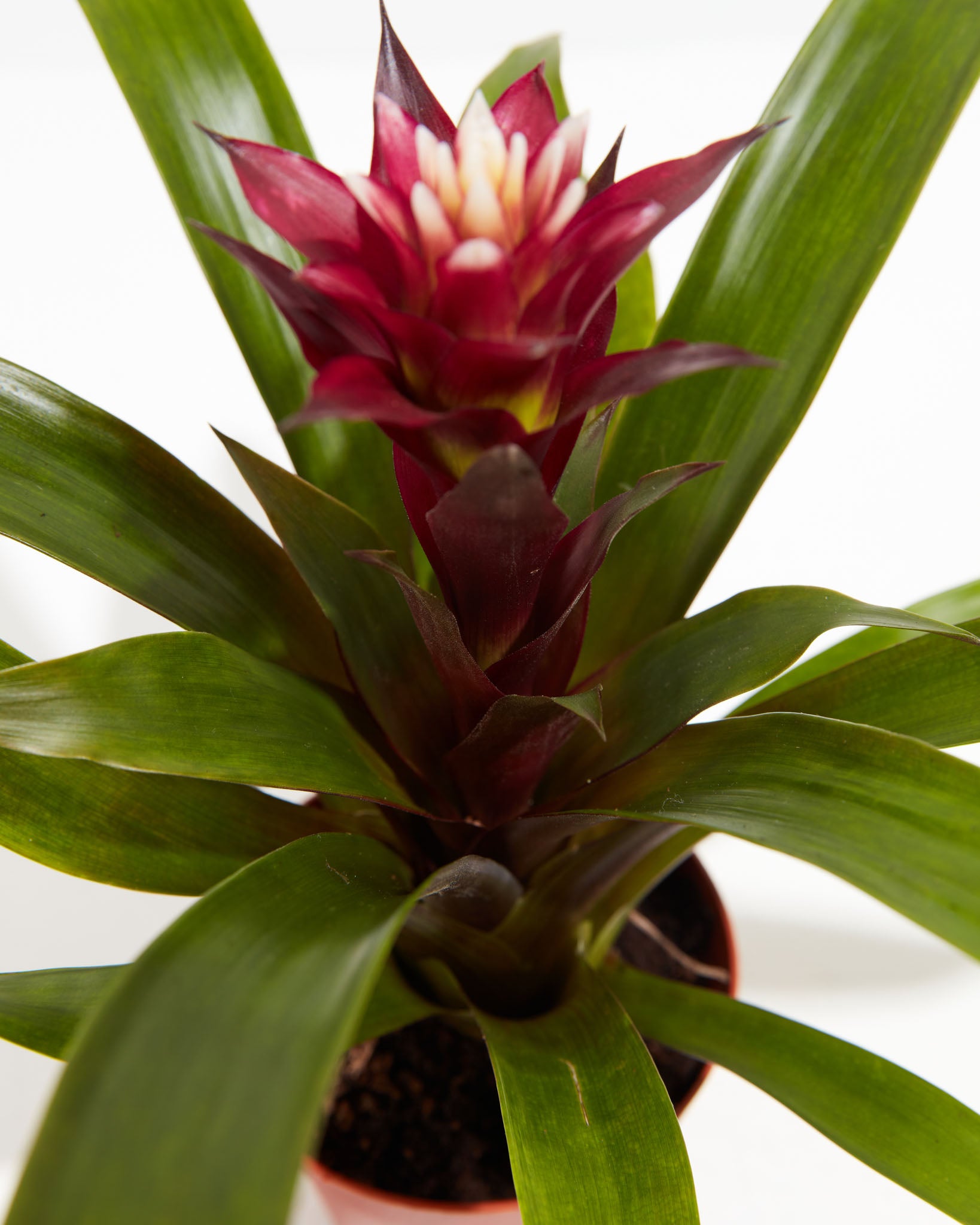 PL_Bromeliad_4IN_po_lr_grower_detail-3