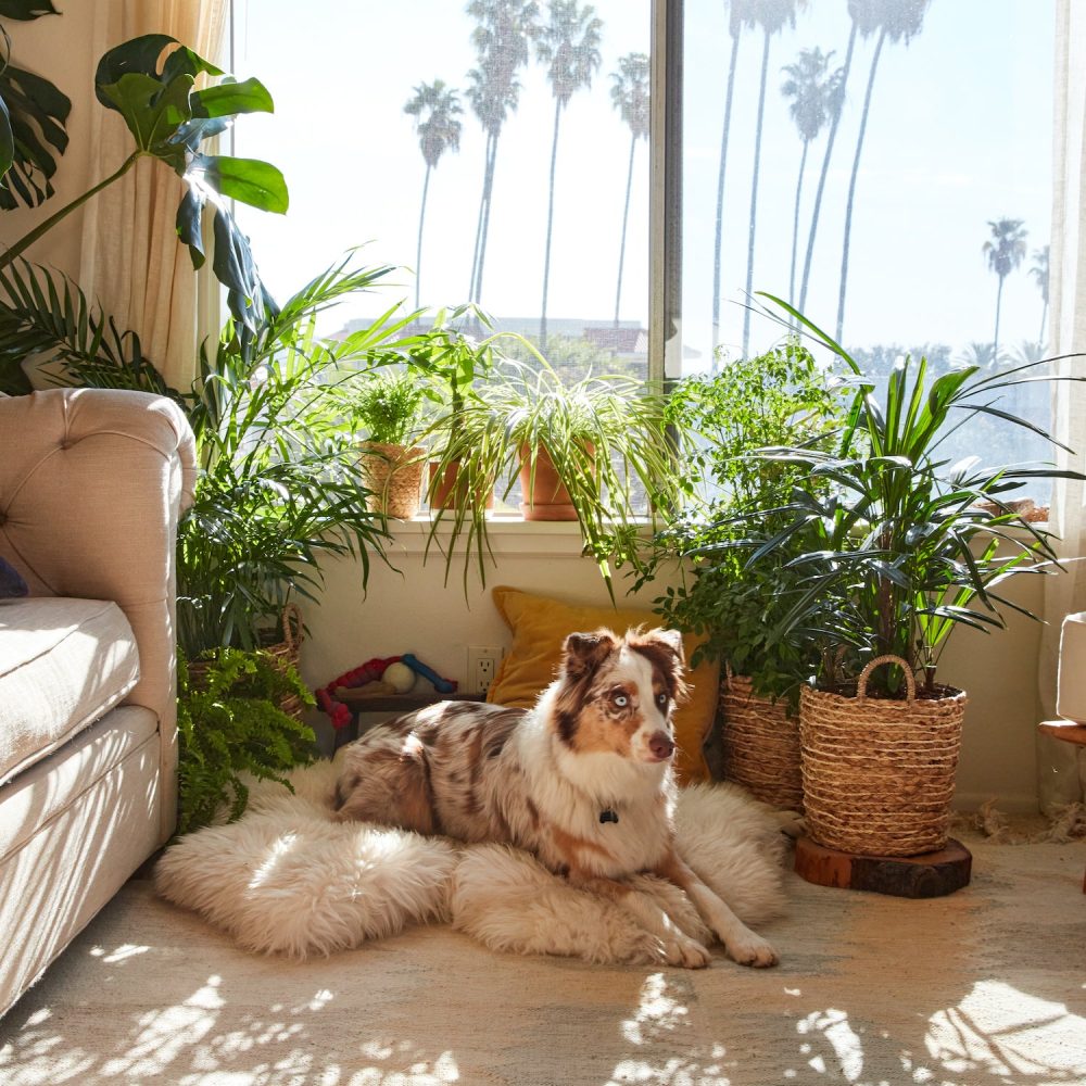 Pet Friendly Plant Subscription - Image 4