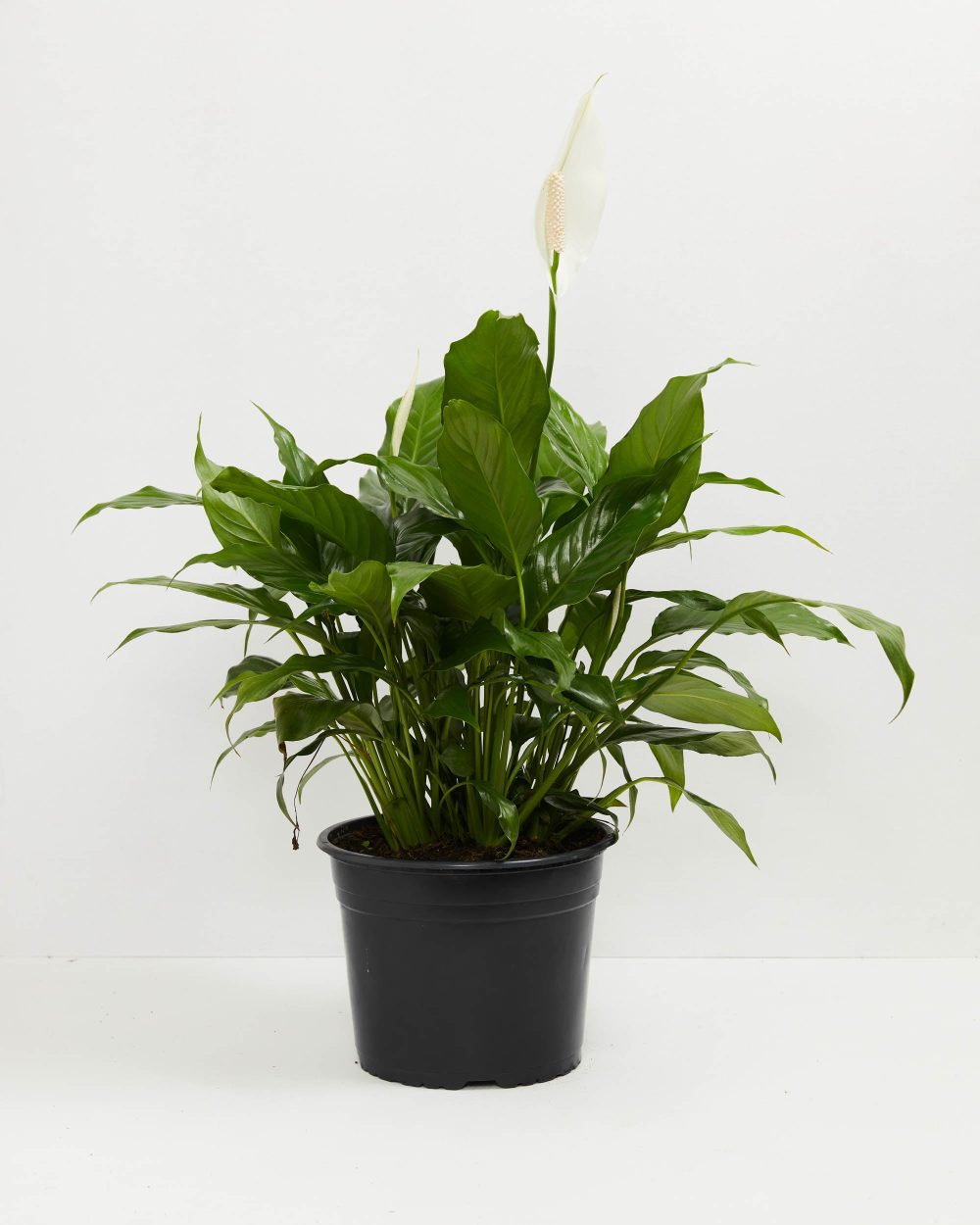 Peace Lily (Spathiphyllum) - Image 11