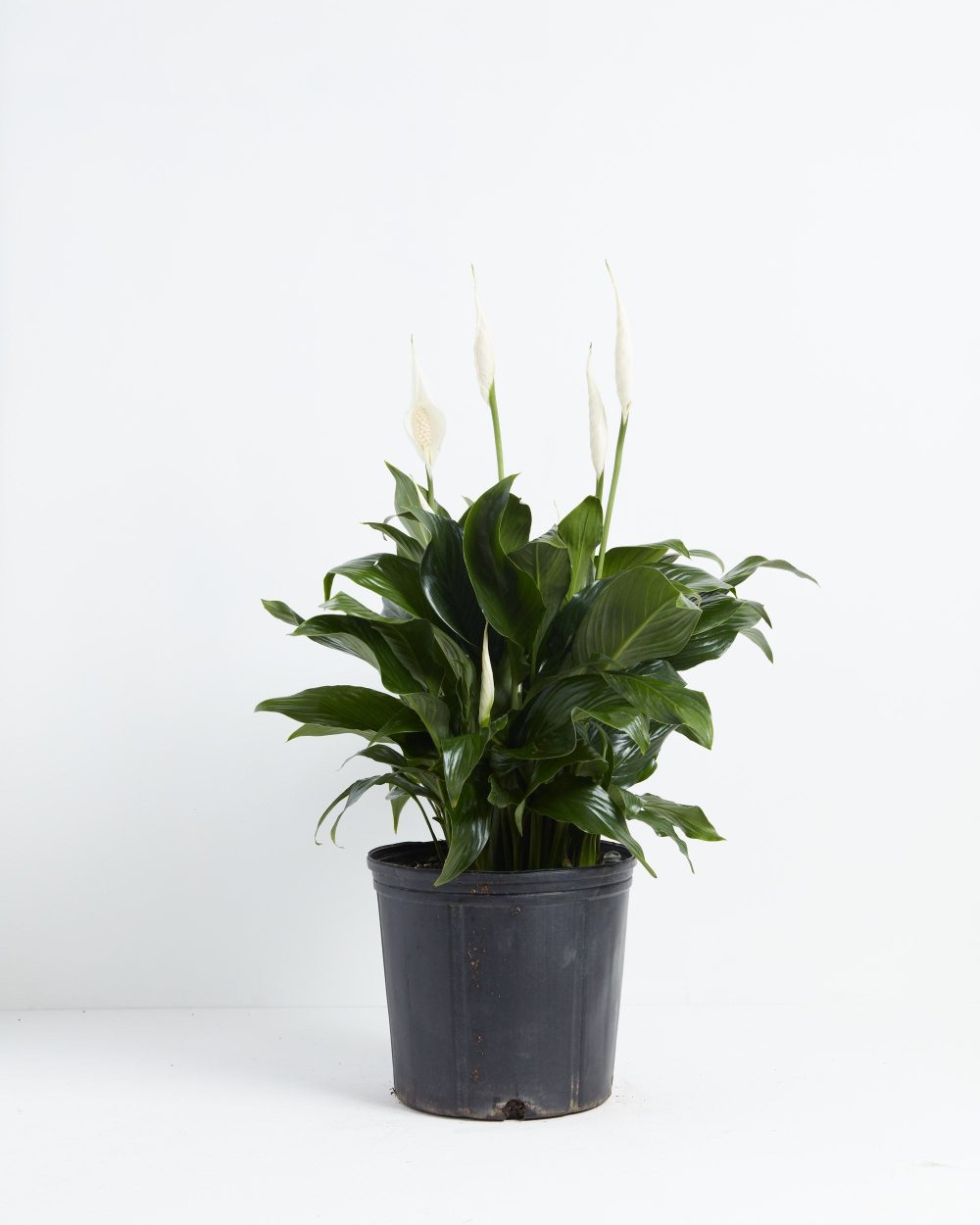 Peace Lily (Spathiphyllum) - Image 10