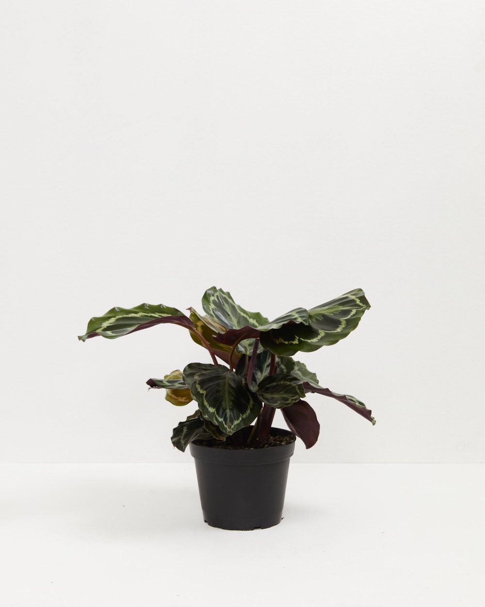 Peacock Plant (Calathea) - Image 9