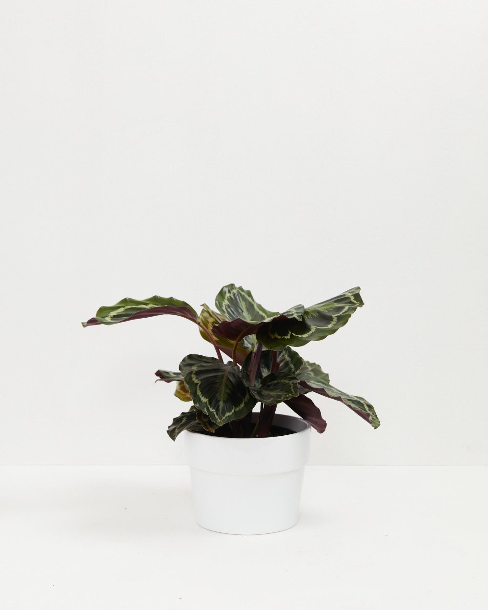 Peacock Plant (Calathea) - Image 7