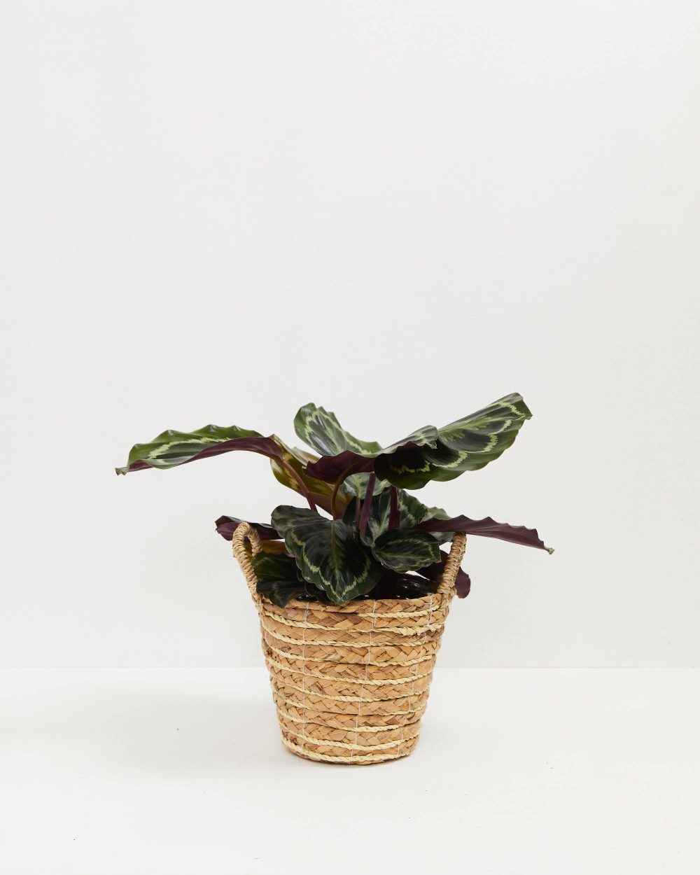 Peacock Plant (Calathea) - Image 8