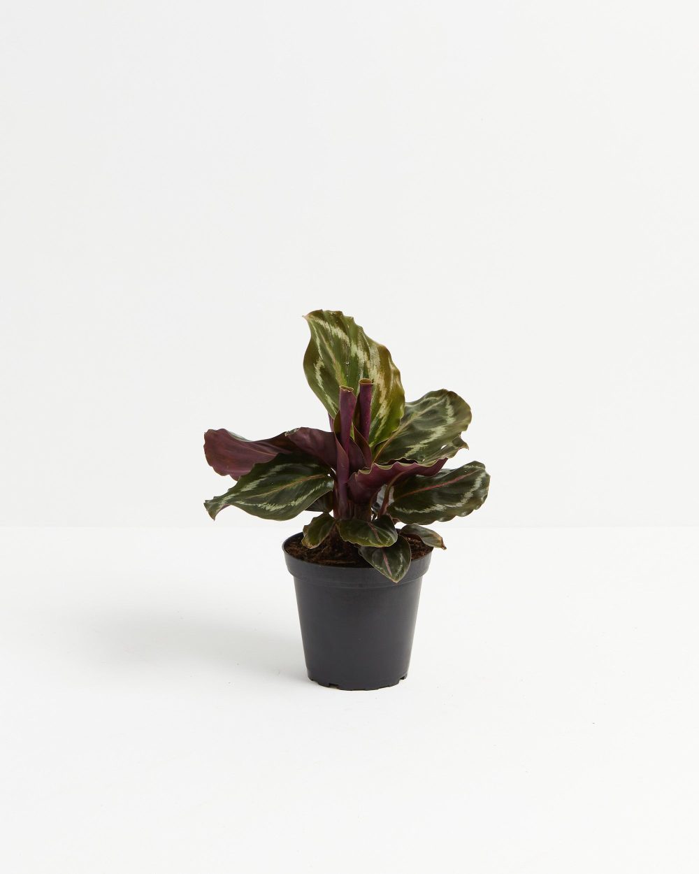 Peacock Plant (Calathea) - Image 10