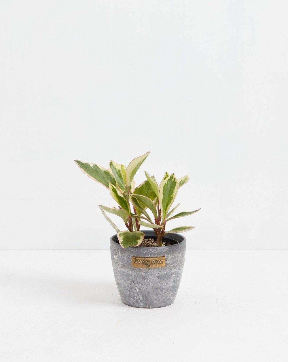 Peperomia Ginny - Image 4