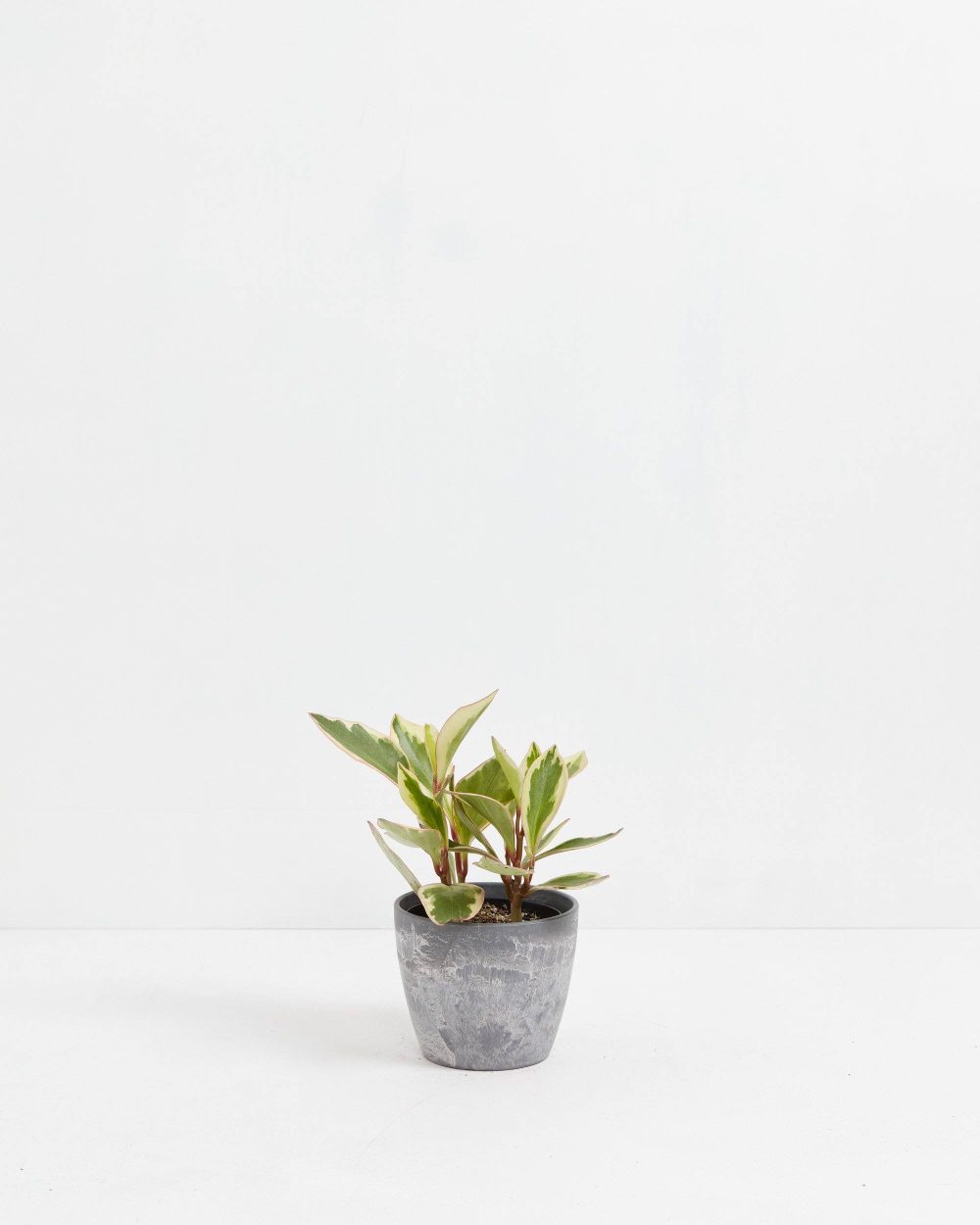 Peperomia Ginny - Image 5