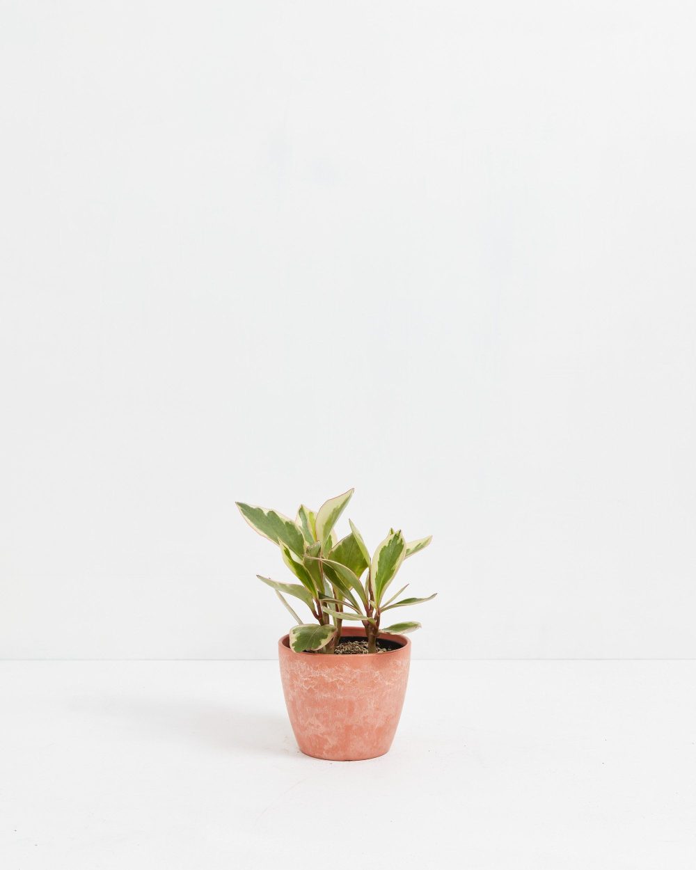 Peperomia Ginny - Image 7
