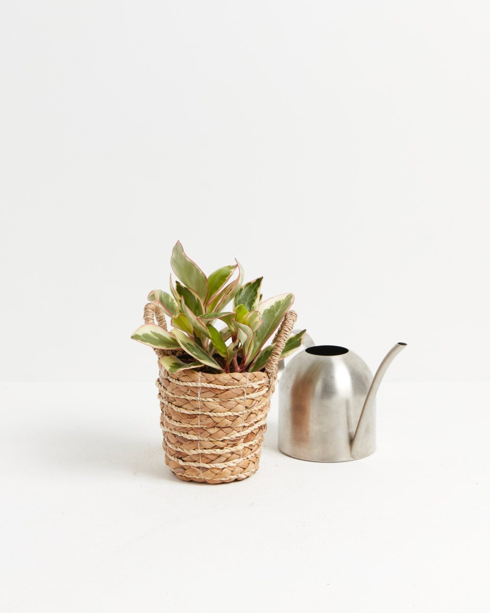 Peperomia Ginny - Image 3