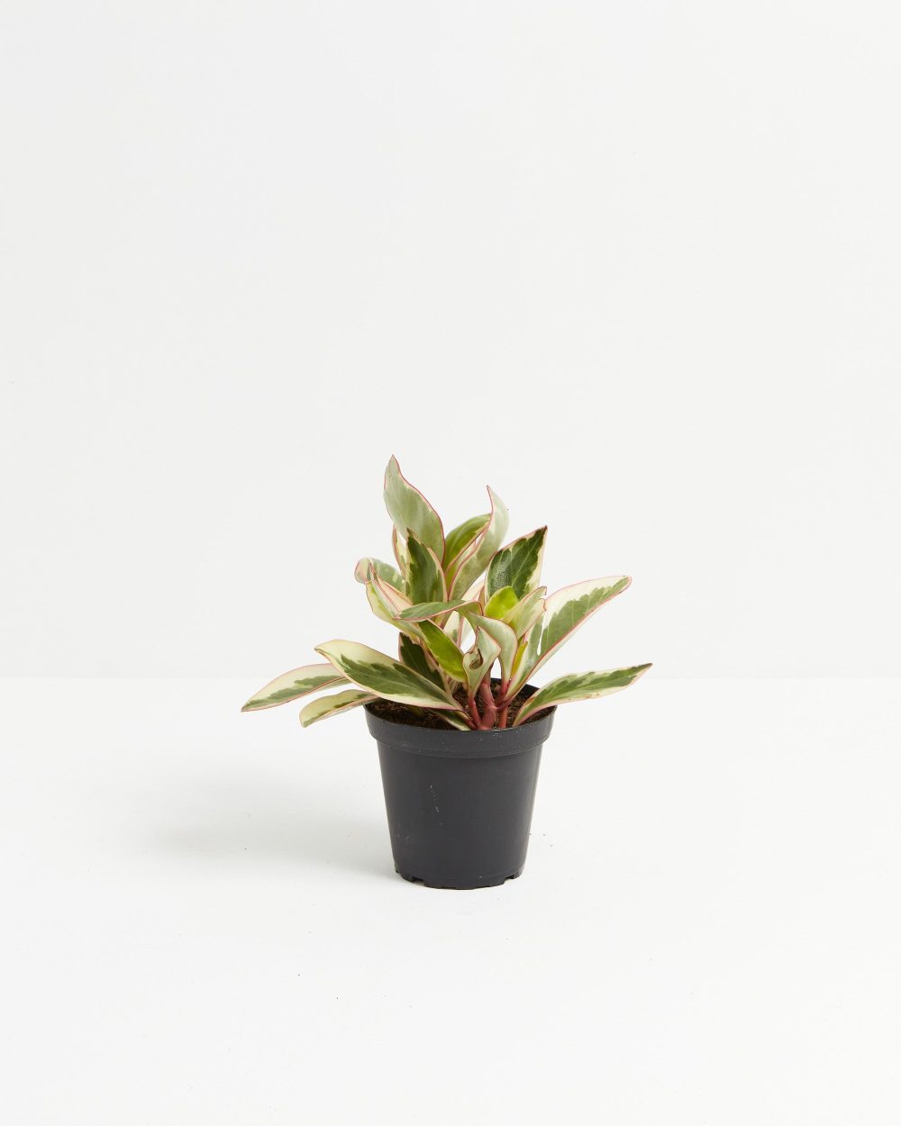 Peperomia Ginny - Image 9