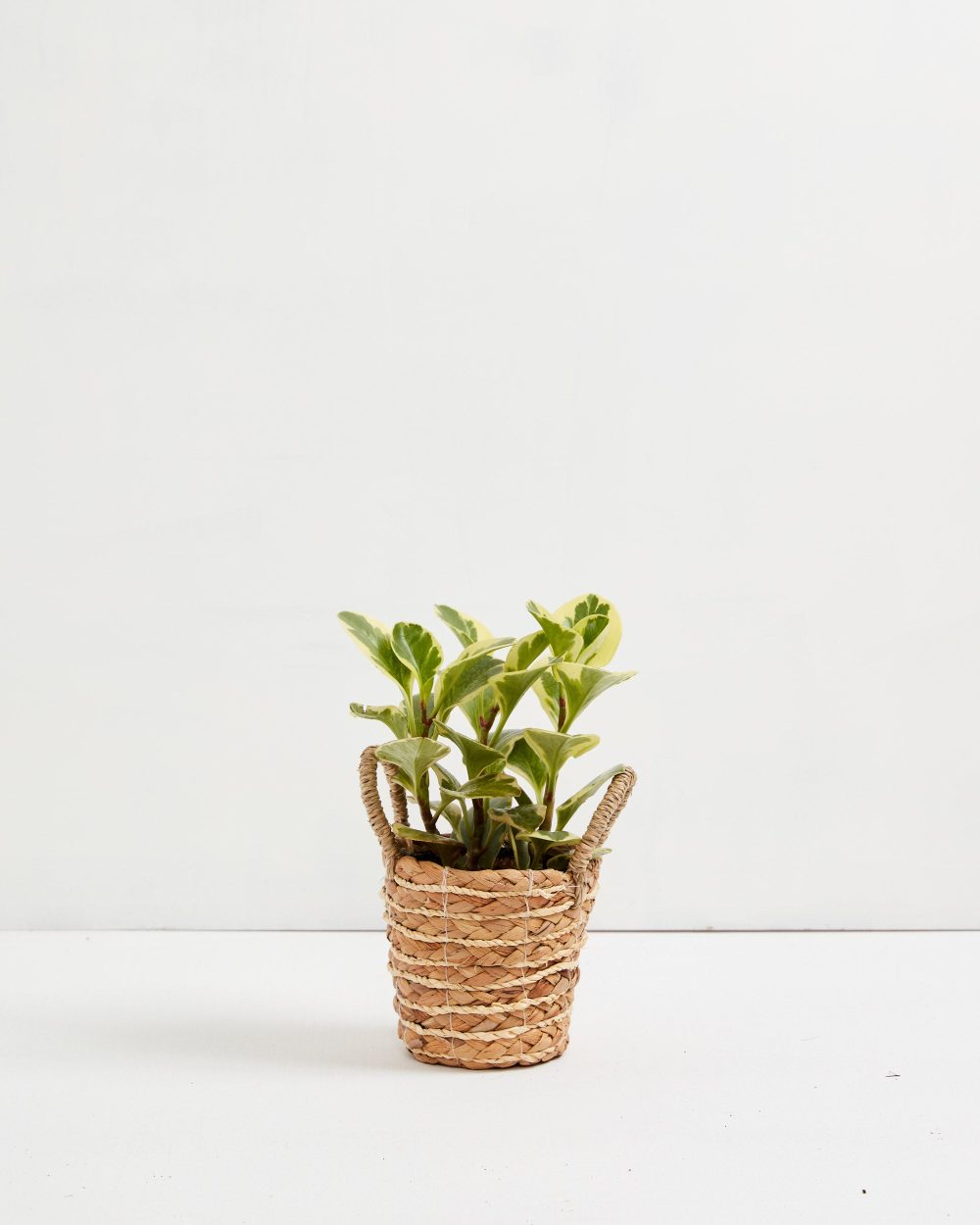 Peperomia Ginny - Image 8