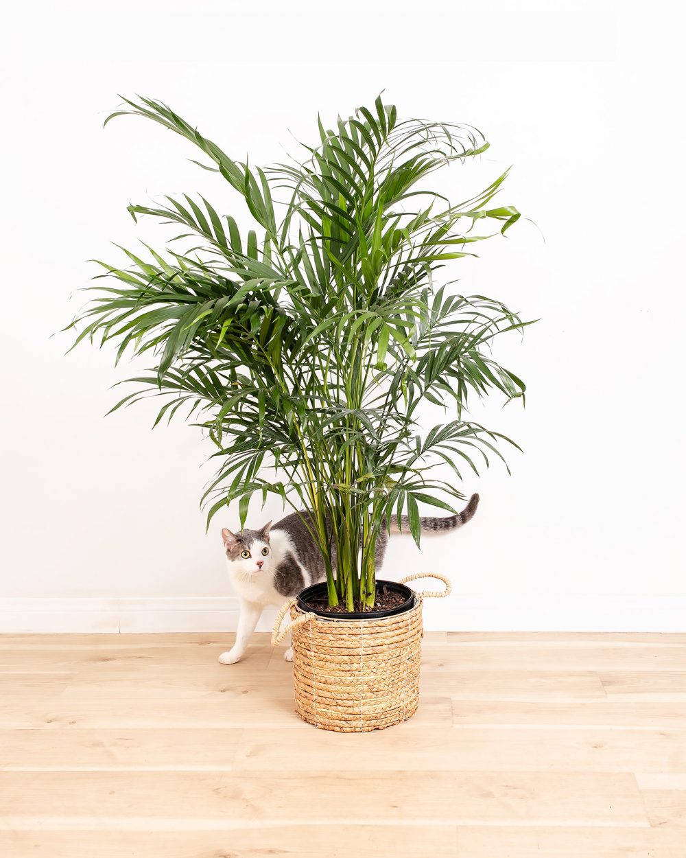 Areca Palm Indoor Tree - Image 3