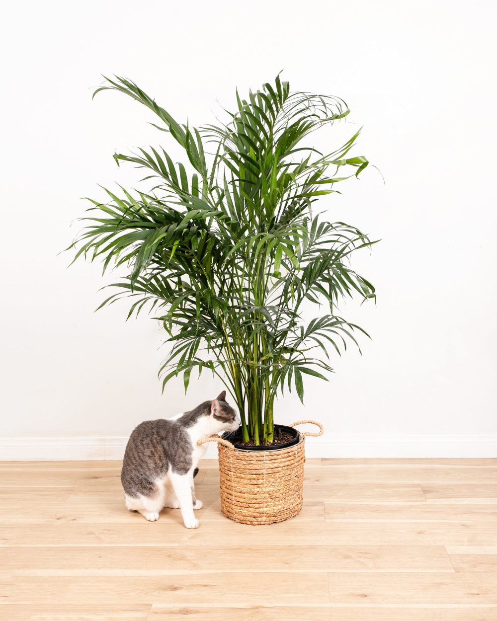Areca Palm Indoor Tree - Image 4