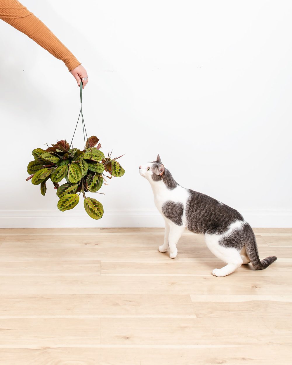 Maranta Red Prayer Plant - Image 3