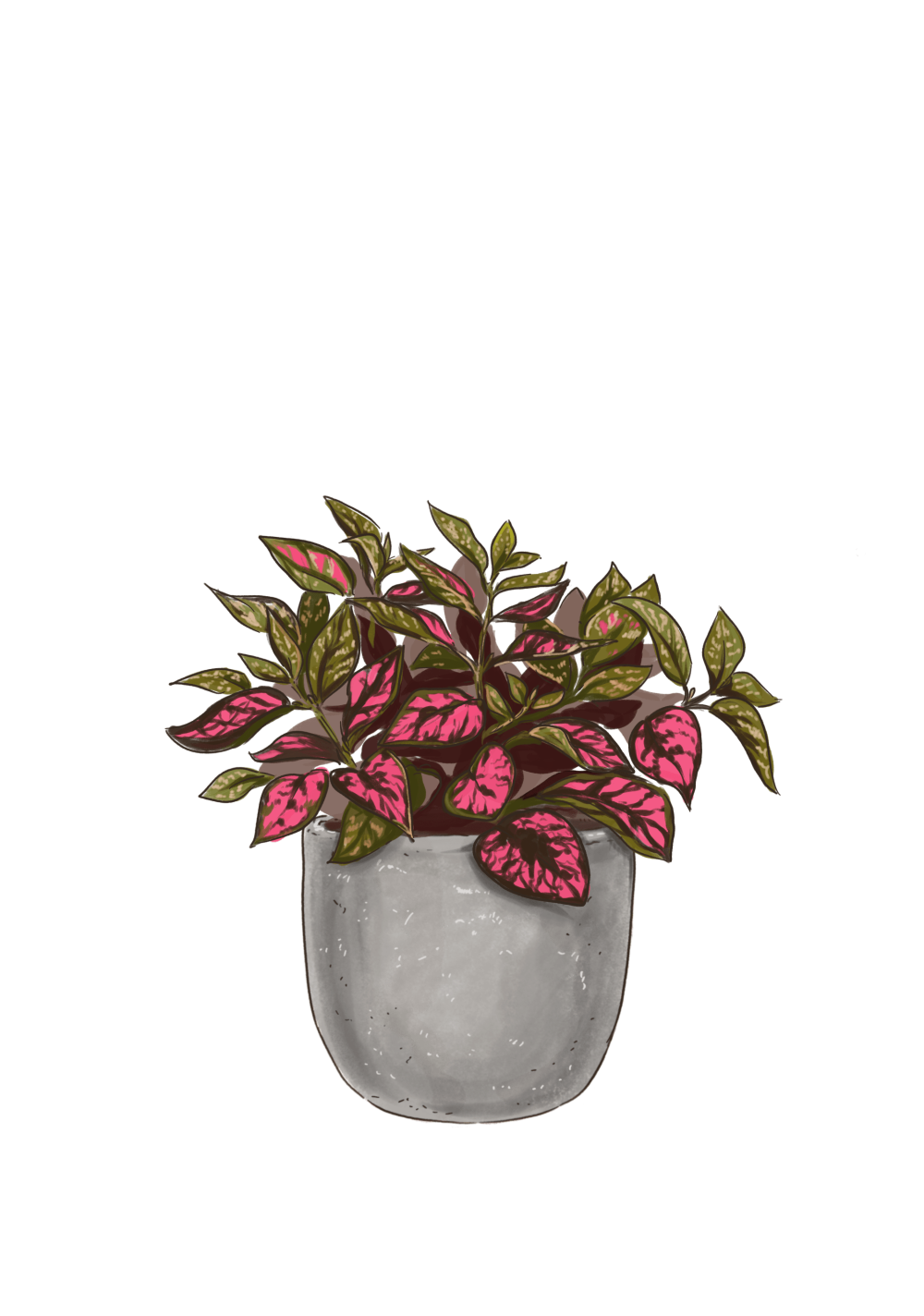 Pink Polka Dot Plant - Image 7