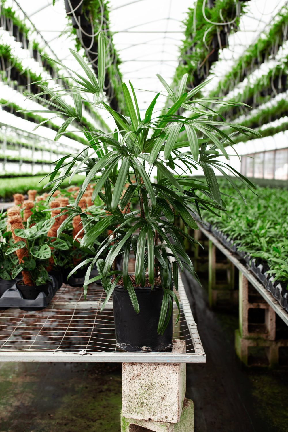 Lady Palm - Image 7