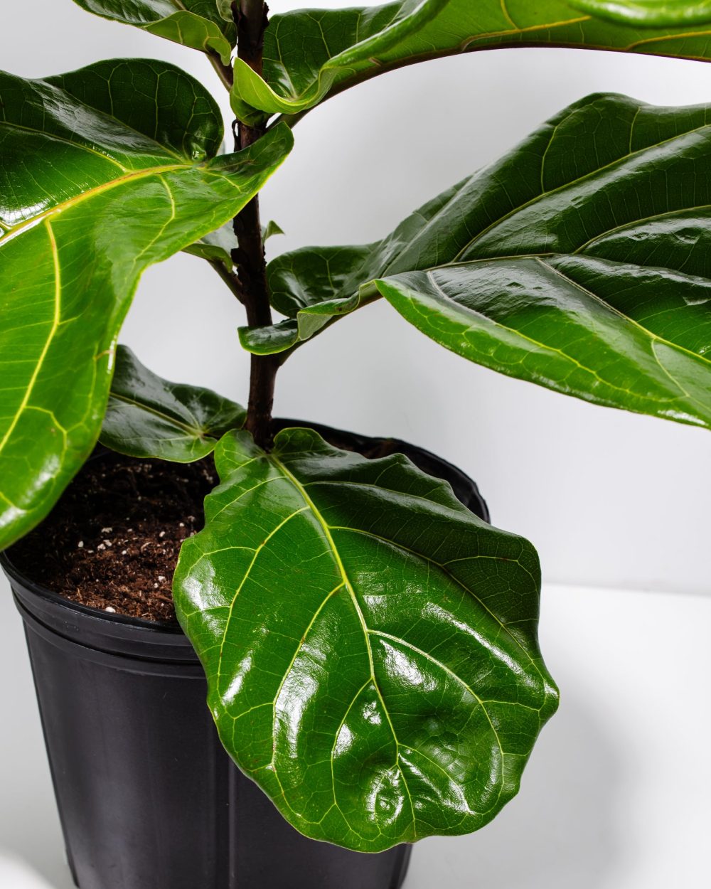 Fiddle Leaf Fig Tree (Ficus Lyrata) - Image 6
