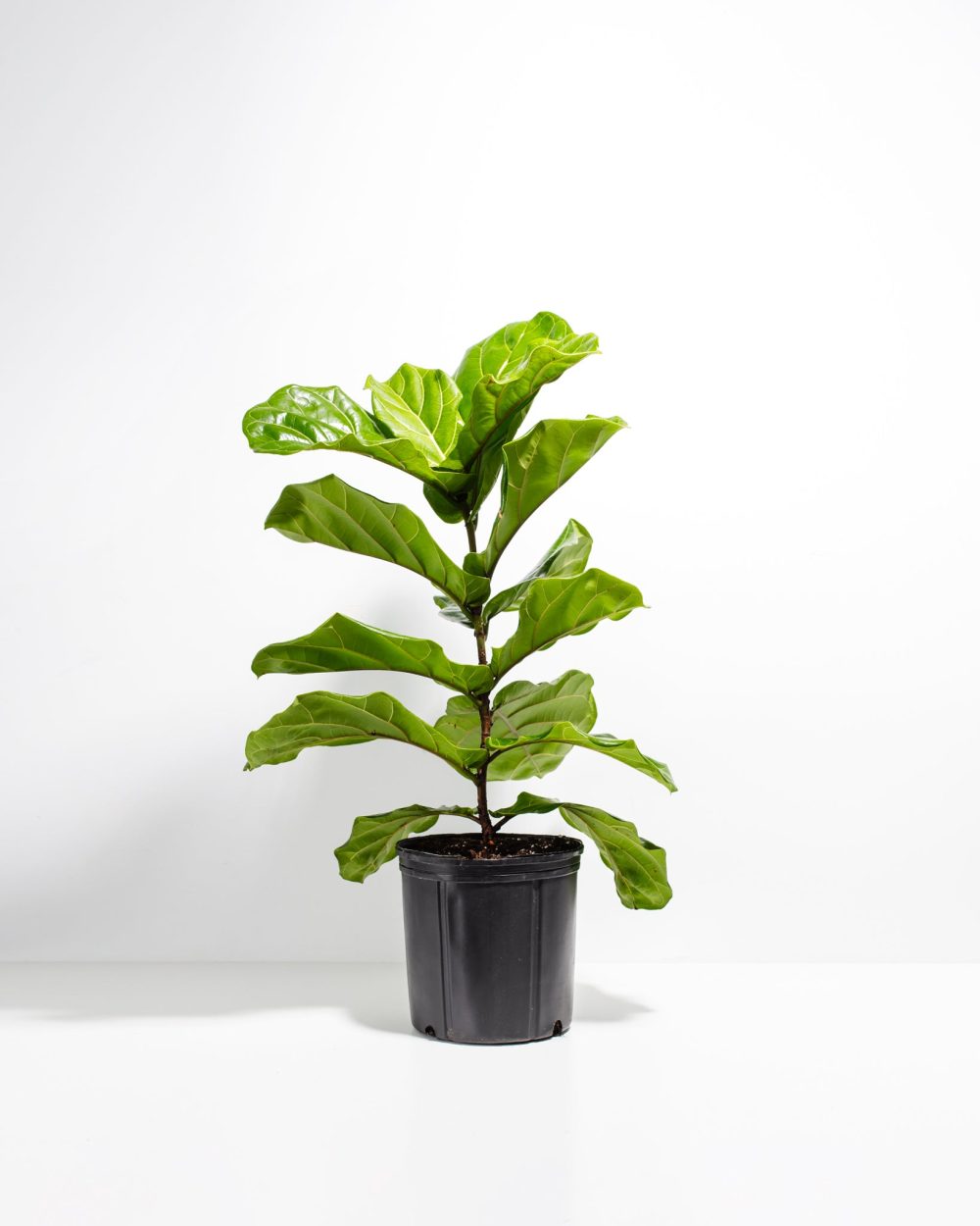 Fiddle Leaf Fig Tree (Ficus Lyrata) - Image 5