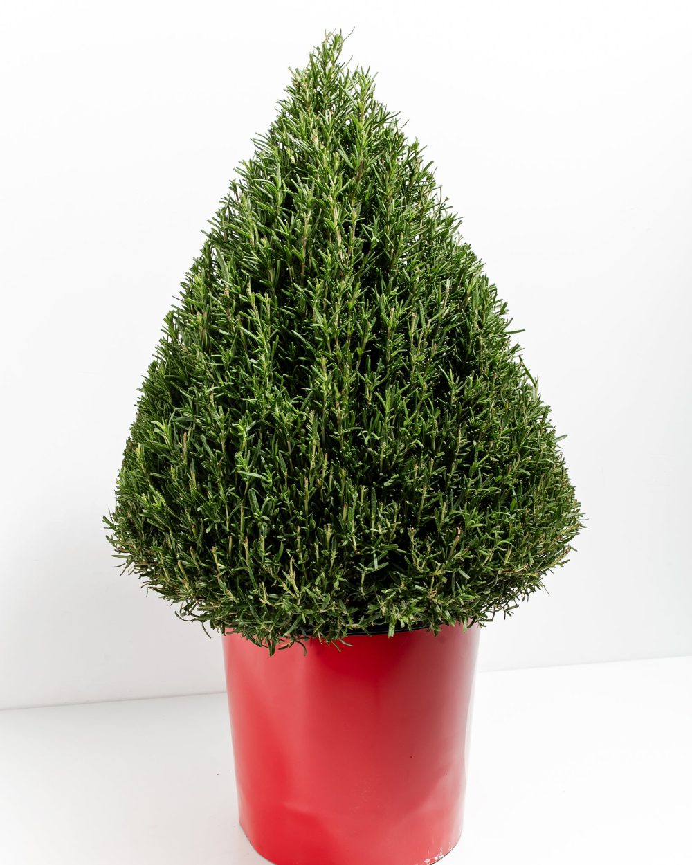 Rosemary Christmas Tree - Image 8