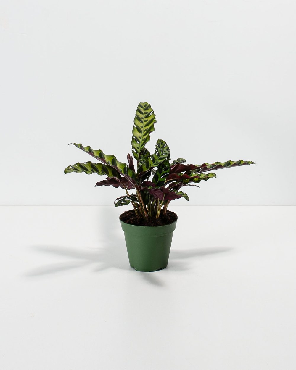 Calathea Rattlesnake - Image 15