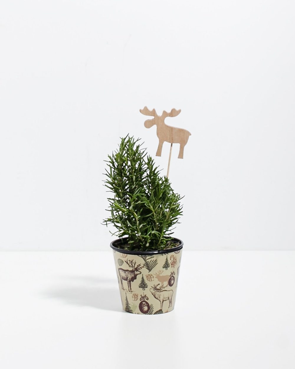 Rosemary Christmas Tree - Image 6
