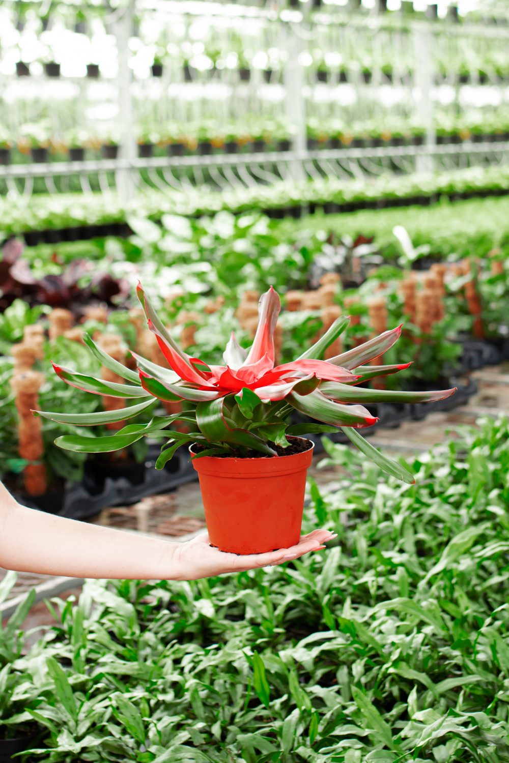Bromeliad Neoregelia - Image 7