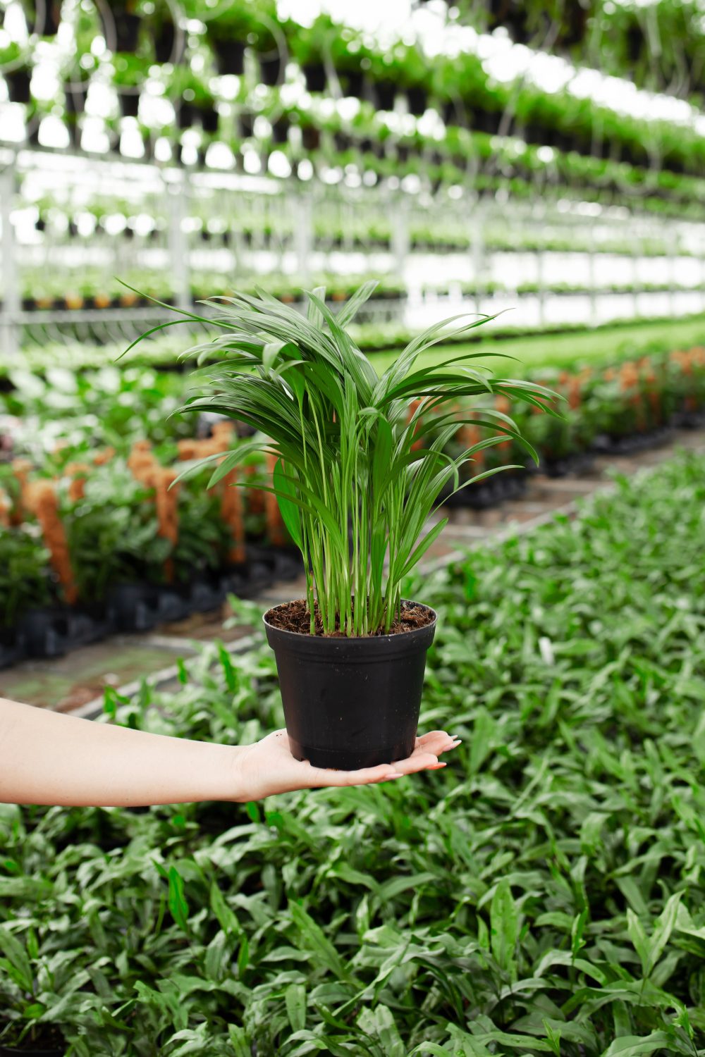 Areca Palm Indoor Tree - Image 17