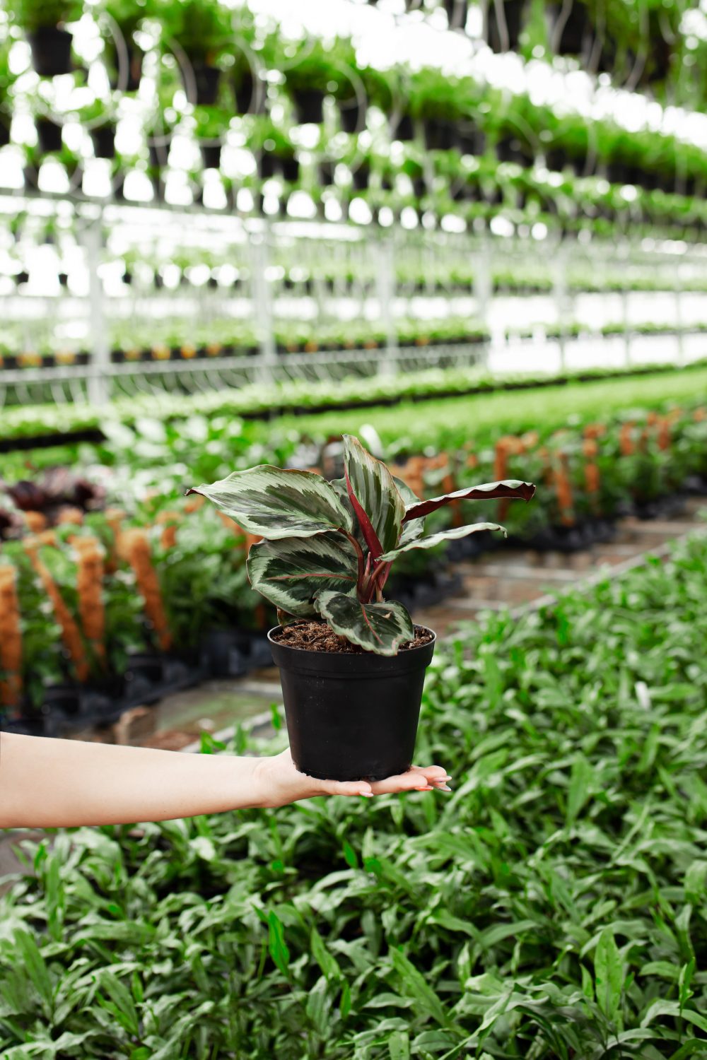 Peacock Plant (Calathea) - Image 12