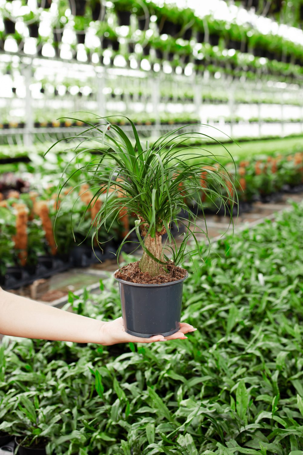Ponytail Palm Tree - Image 16