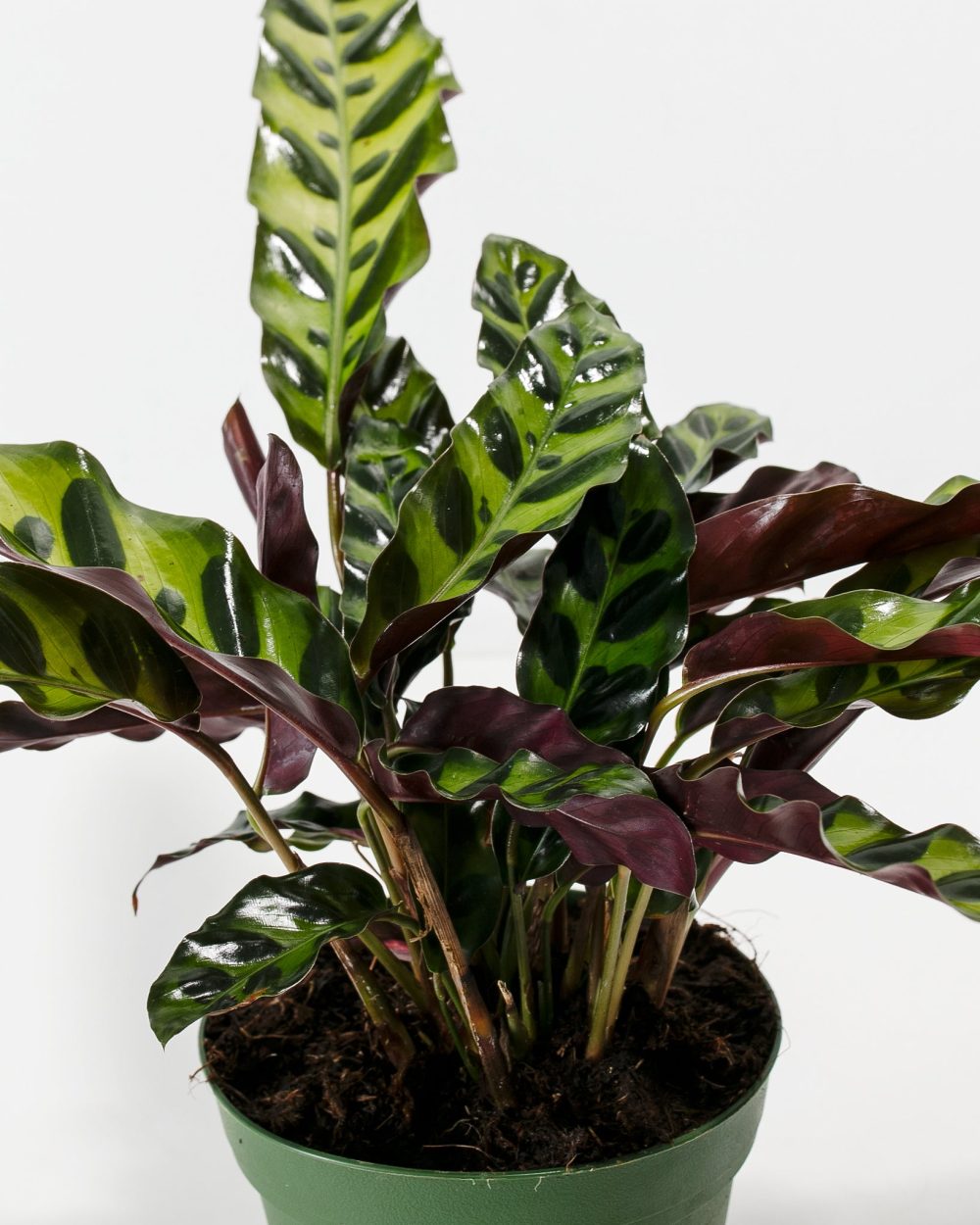 Calathea Rattlesnake - Image 3